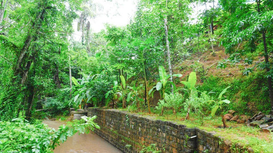 Water conservation measures taken at Cocoguru - Cocoguru Coconut Oil